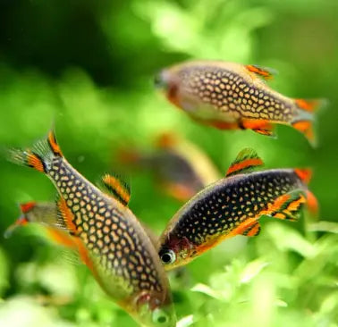 Perlhuhnbärbling – 🧡 Danio margaritatus AquaTimo