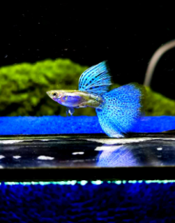 Hochzucht Guppy - Blue Grass