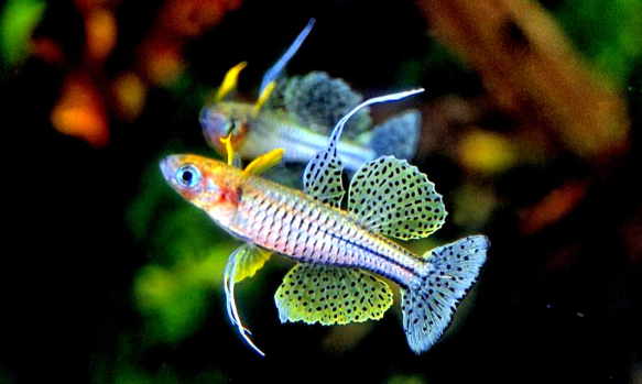 Pseudomugil gertrudae - Geflecktes Blauauge