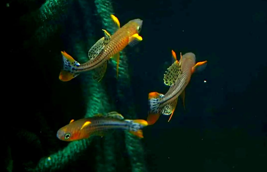 Pseudomugil gertrudae - Geflecktes Blauauge