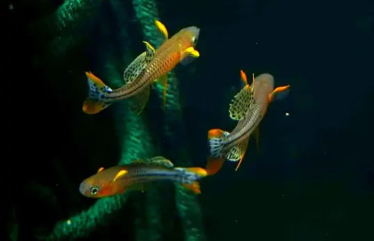 Pseudomugil gertrudae - 💙Geflecktes Blauauge AquaTimo