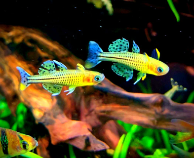 Pseudomugil gertrudae - Geflecktes Blauauge