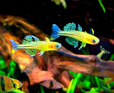Pseudomugil gertrudae - 💙Geflecktes Blauauge AquaTimo