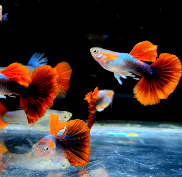 Hochzucht Guppy - Red Tuxedo