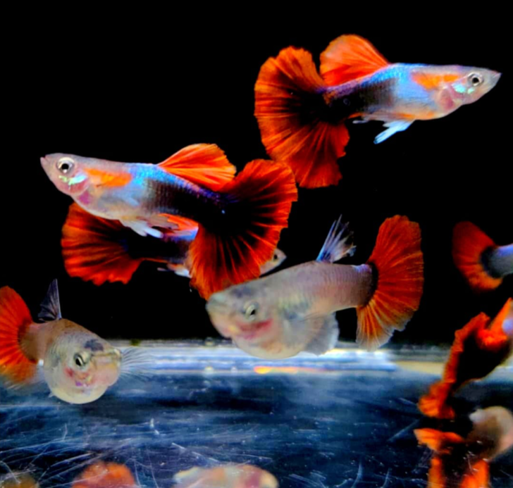 Hochzucht Guppy - Red Tuxedo