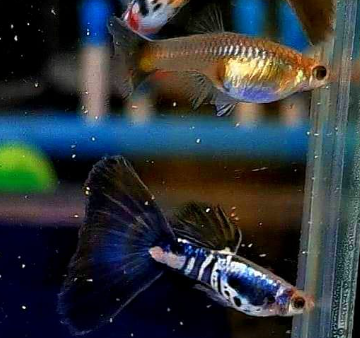 Hochzucht Guppy - Black Cobra