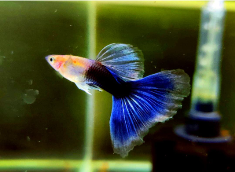 Hochzucht Guppy - Black Tuxedo