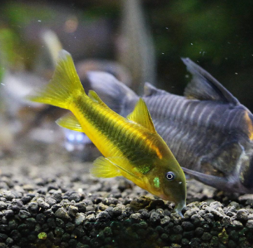 Metallpanzerwels „Gold Stripe“ – Corydoras aeneus var. „gold stripe“ ✨🐟 CW010