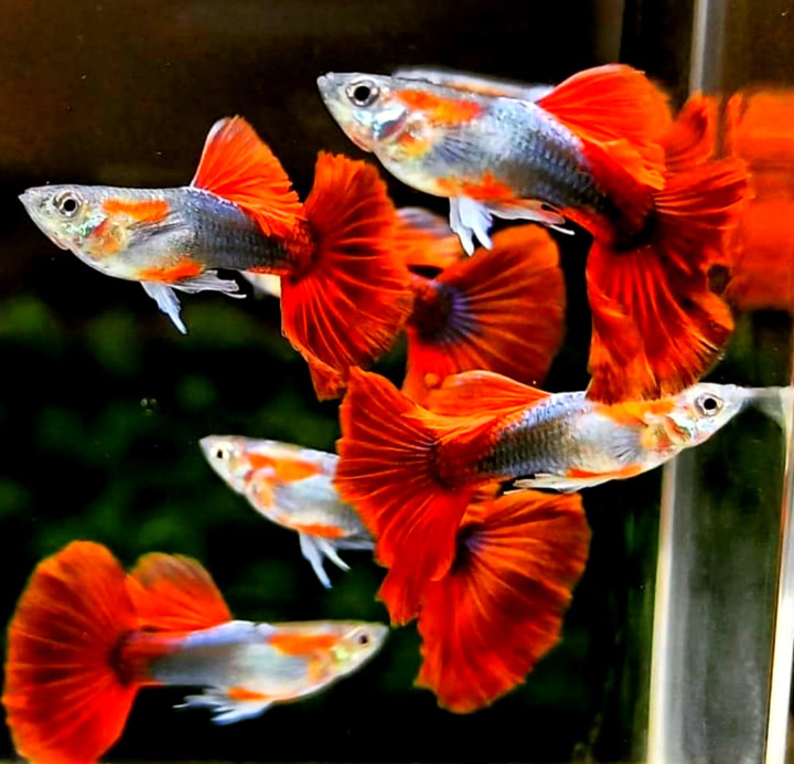 Hochzucht Guppy - Red Tuxedo