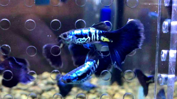 Hochzucht Guppy - Black Cobra