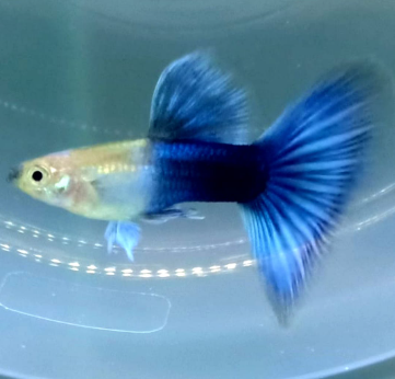 Hochzucht Guppy - Black Tuxedo