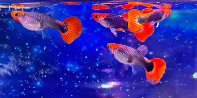 Hochzucht Guppy - 🧡🖤 Red Cap Tuxedo AquaTimo