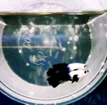 Hochzucht Guppy - Blue Panda