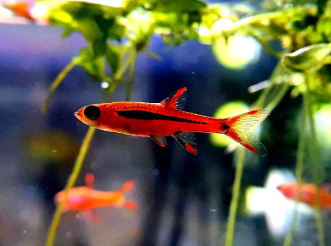 Moskitobärbling – Boraras brigittae