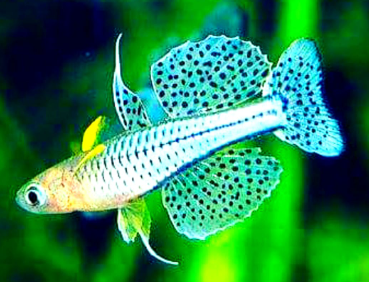 Pseudomugil gertrudae - Geflecktes Blauauge