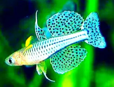 Pseudomugil gertrudae - 💙Geflecktes Blauauge AquaTimo