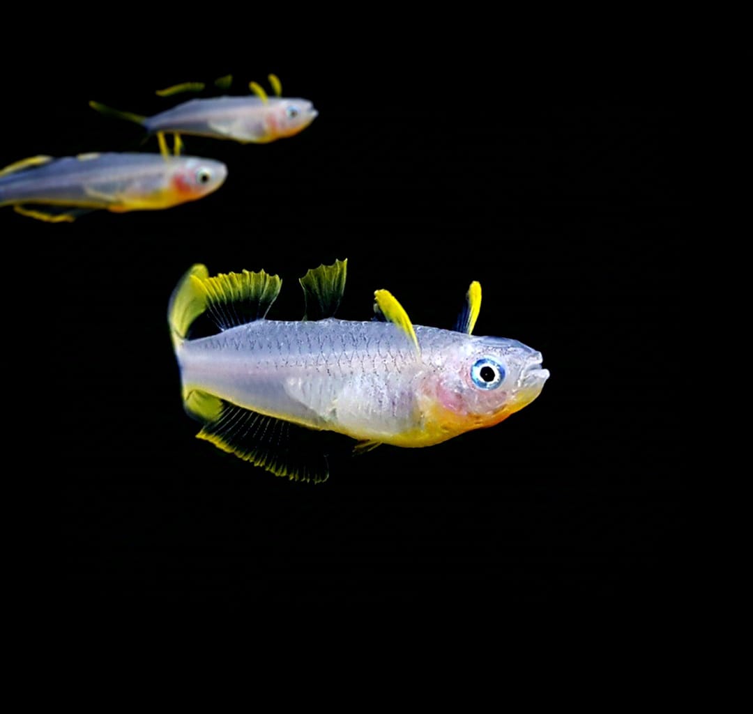 Gabelschwanz-Blauaugen (Pseudomugil furcatus): Farbenfrohe und lebhafte Schwarmfische für dein Aquarium