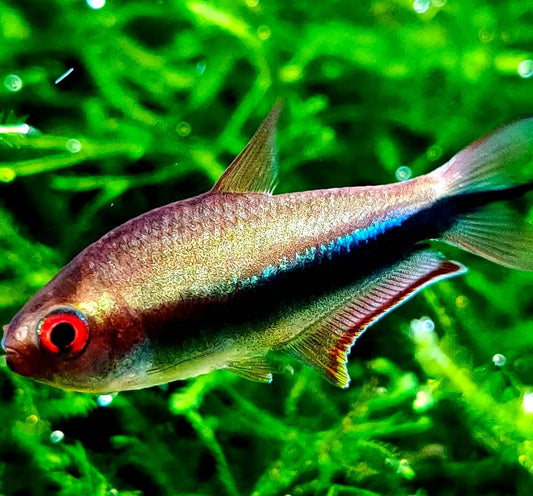 Regenbogenkaiserfisch (Melanotaenia boesemani): Der schillernde Regenbogen für dein Aquarium