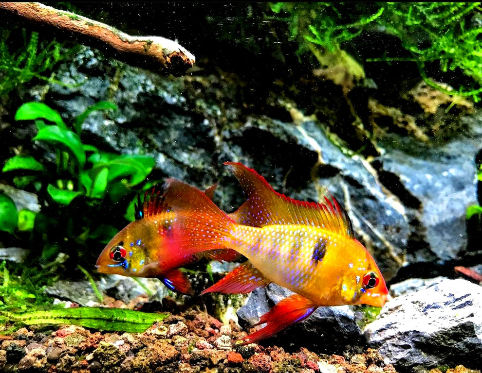 🐠 Schmetterlingsbuntbarsch richtig halten: Alles für ein artgerechtes Zuhause