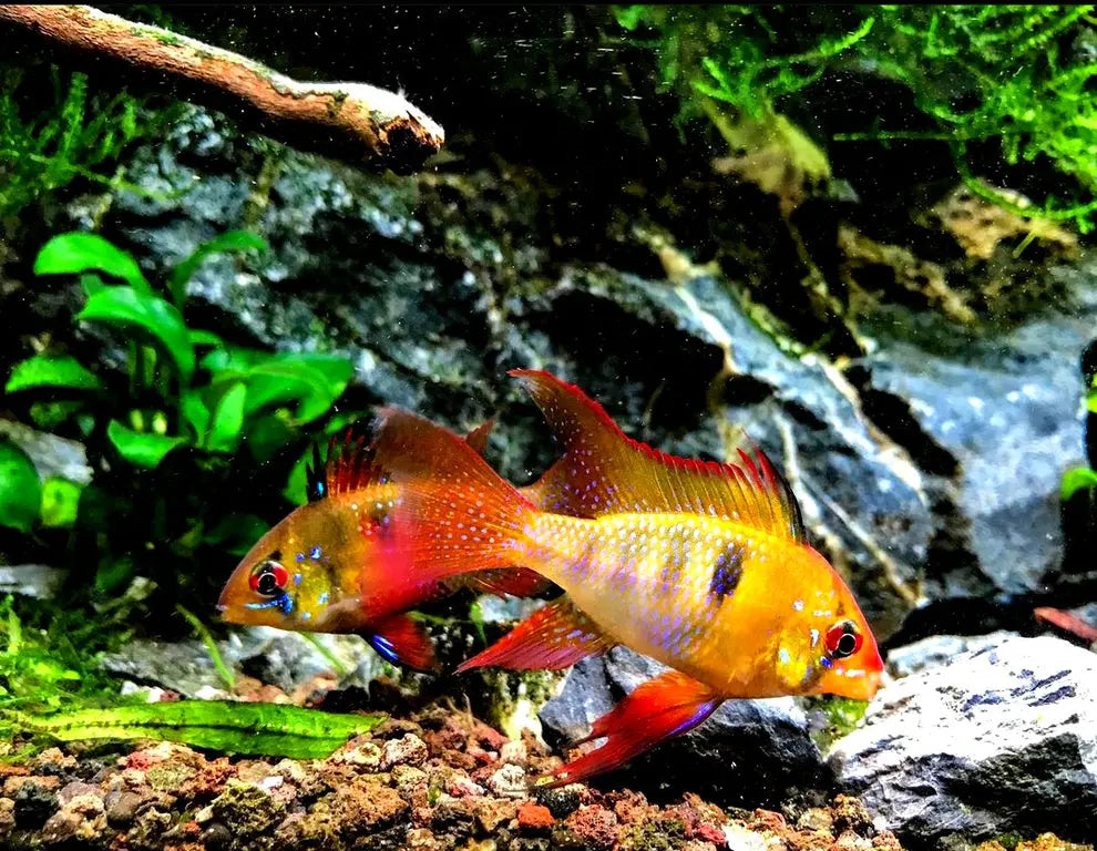 🐠 Schmetterlingsbuntbarsch richtig halten: Alles für ein artgerechtes Zuhause AquaTimo