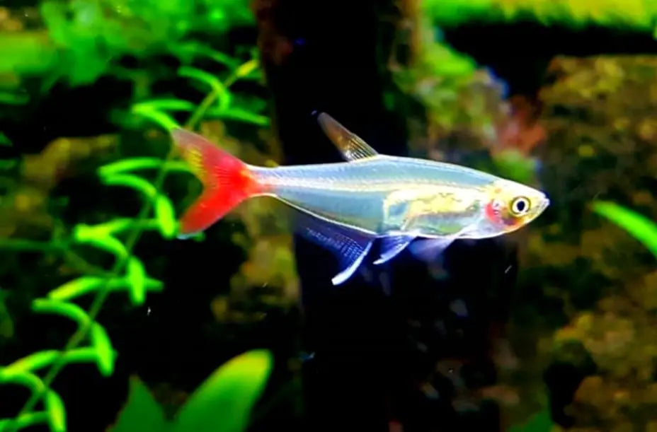 Welche Tiere eignen sich für Nano-Aquarien? 🐠🐌🦐 AquaTimo
