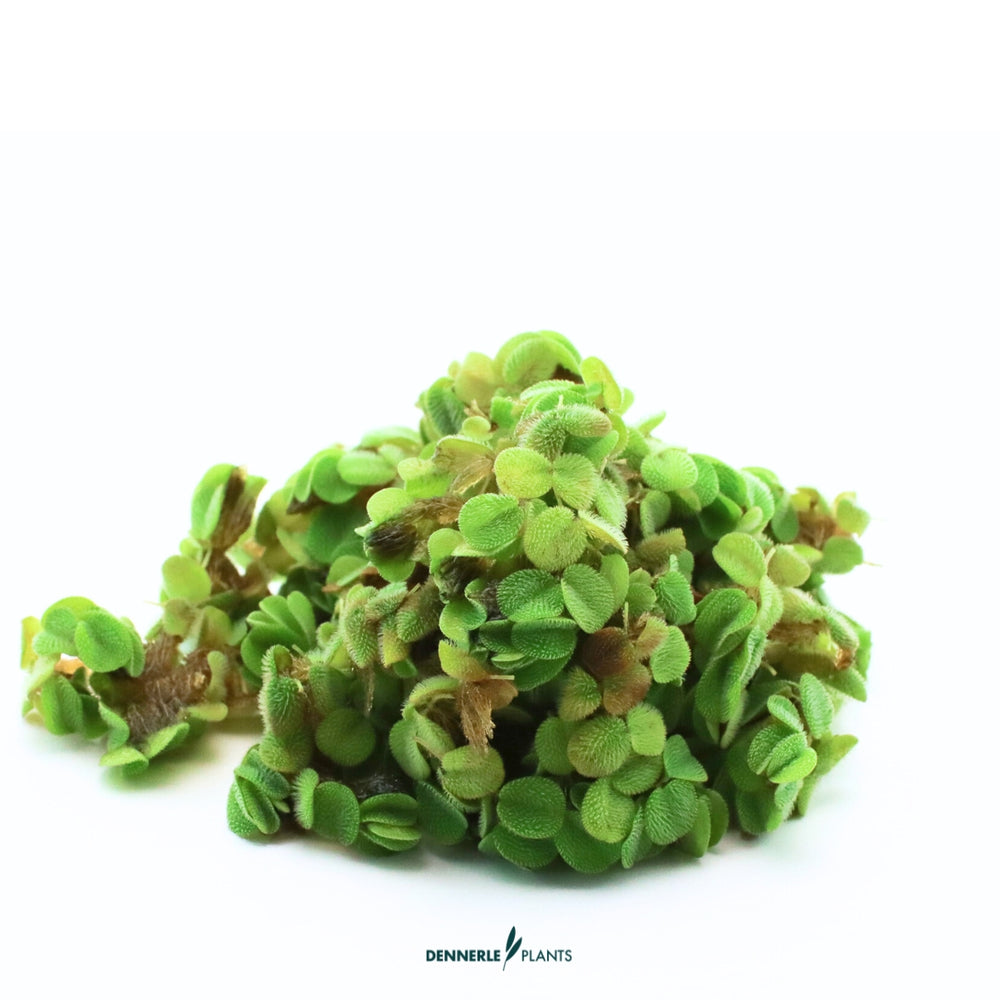 Kleine Schwimmfarn (Salvinia minima): Der grazile Oberflächenschmuck für dein Aquarium