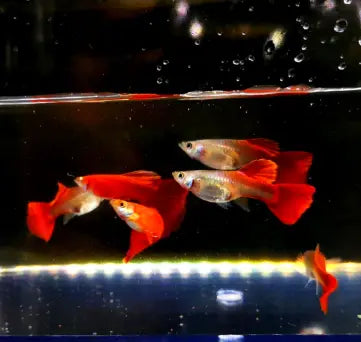 Guppy-Männchen oder -Weibchen? So erkennst du den Unterschied 🐠💡 AquaTimo