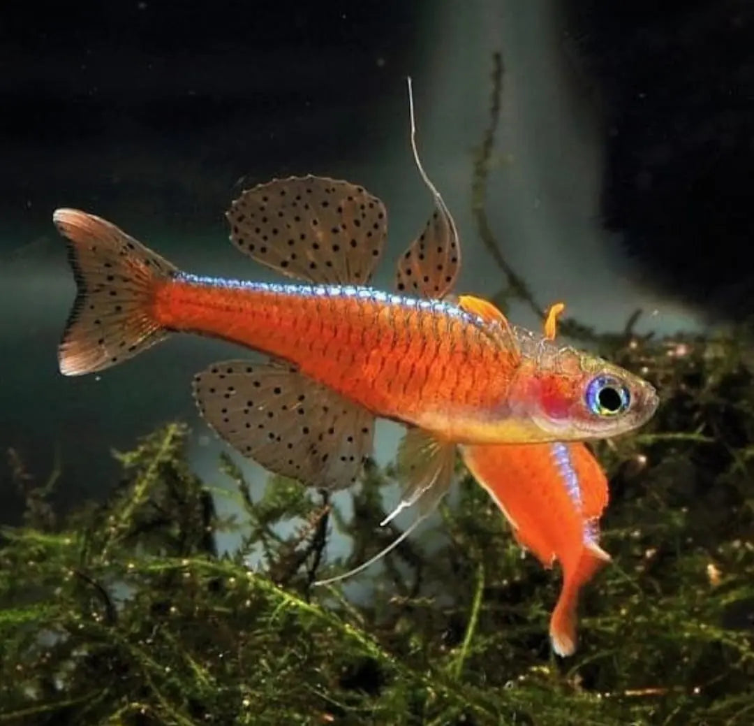 Pseudomugil Super Red: Der farbenfrohe Schwarmfisch für jedes Aquarium AquaTimo