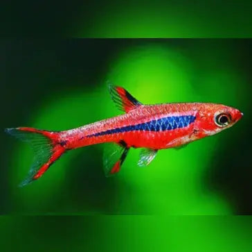 🐠 Moskito-Bärbling richtig halten: Alles für ein artgerechtes Zuhause AquaTimo