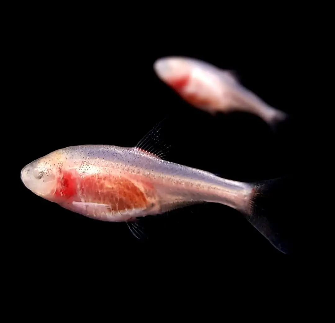 Der Blinde Höhlensammler (Astyanax mexicanus): Ein faszinierender Bewohner für dein Aquarium AquaTimo