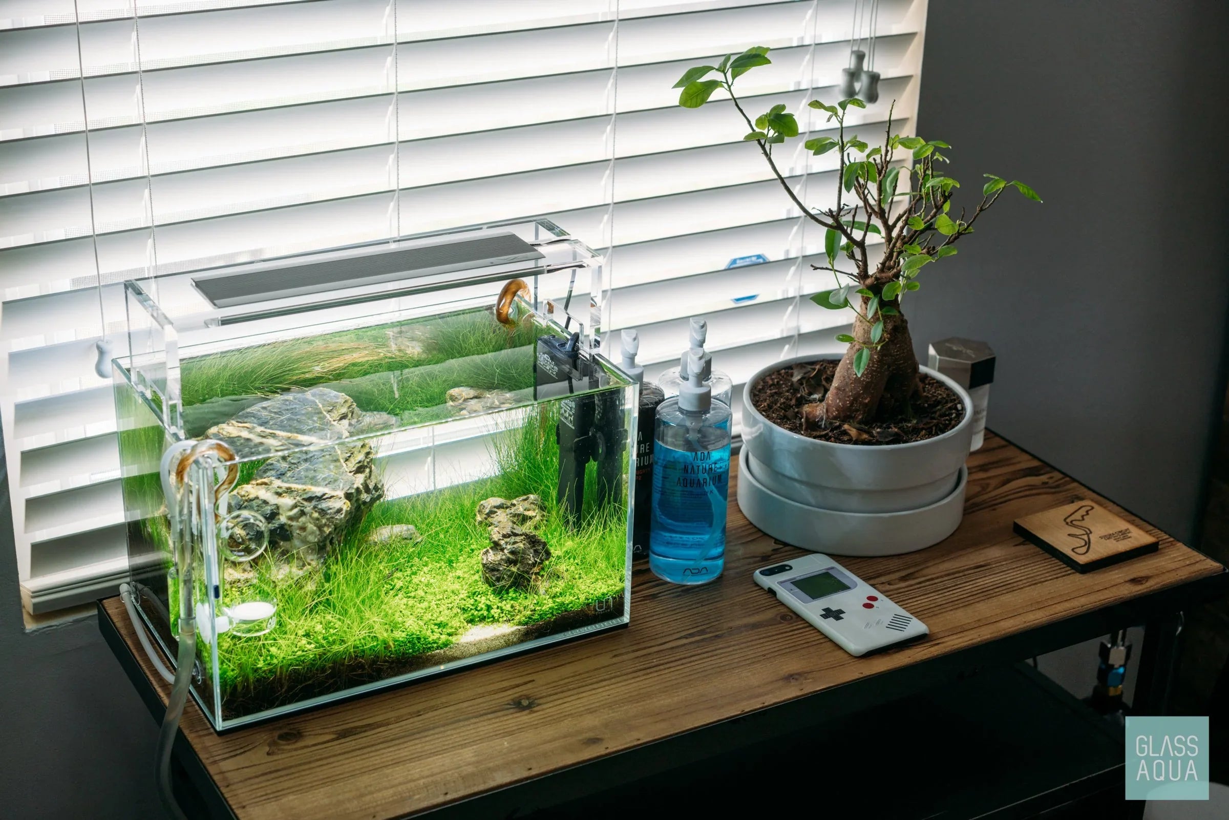 Mini-Aquarium für den Schreibtisch – Deko oder Lebensraum? 🧐🐠