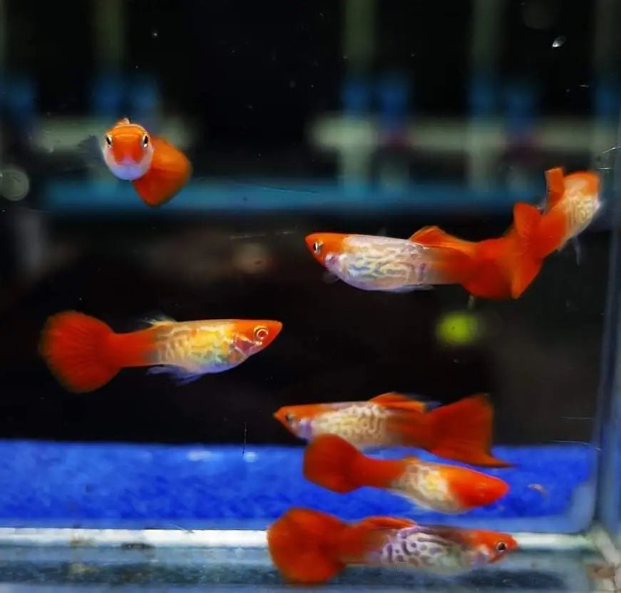 Wie oft und wie viel sollte man Guppys füttern? 🍽️🐟 AquaTimo