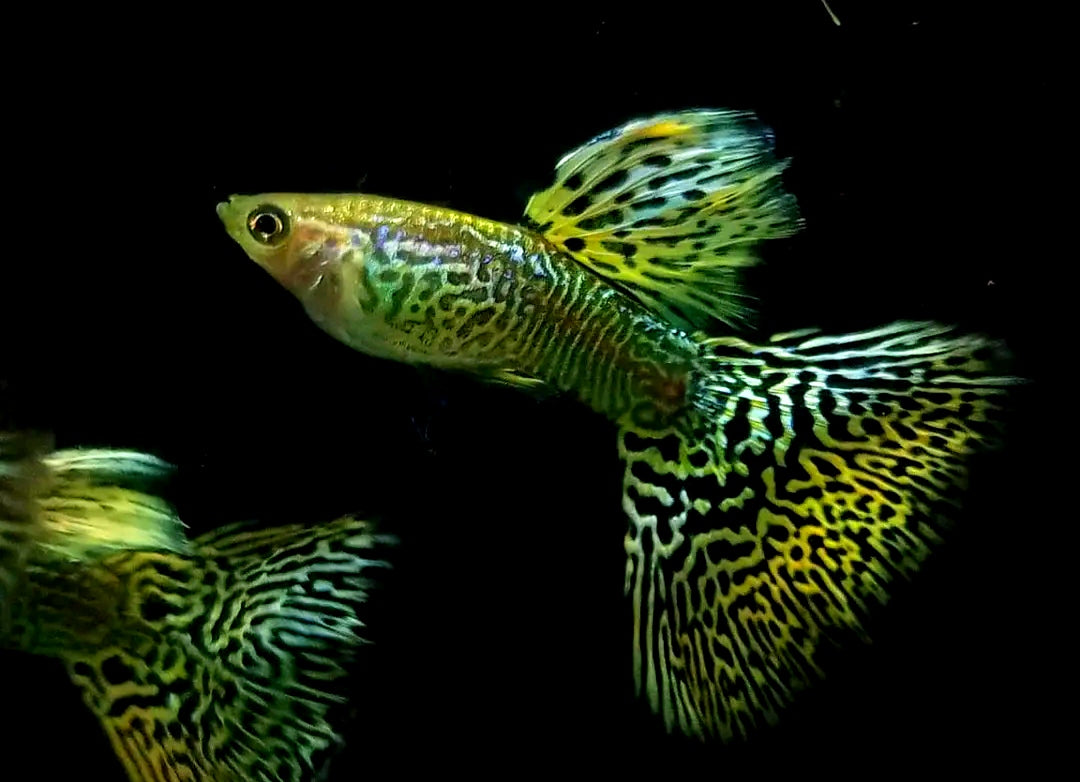 Guppys im Nano-Aquarium? Was wirklich funktioniert und was nicht