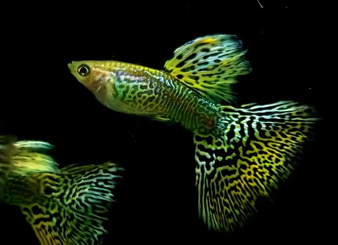 Guppys im Nano-Aquarium? Was wirklich funktioniert und was nicht AquaTimo