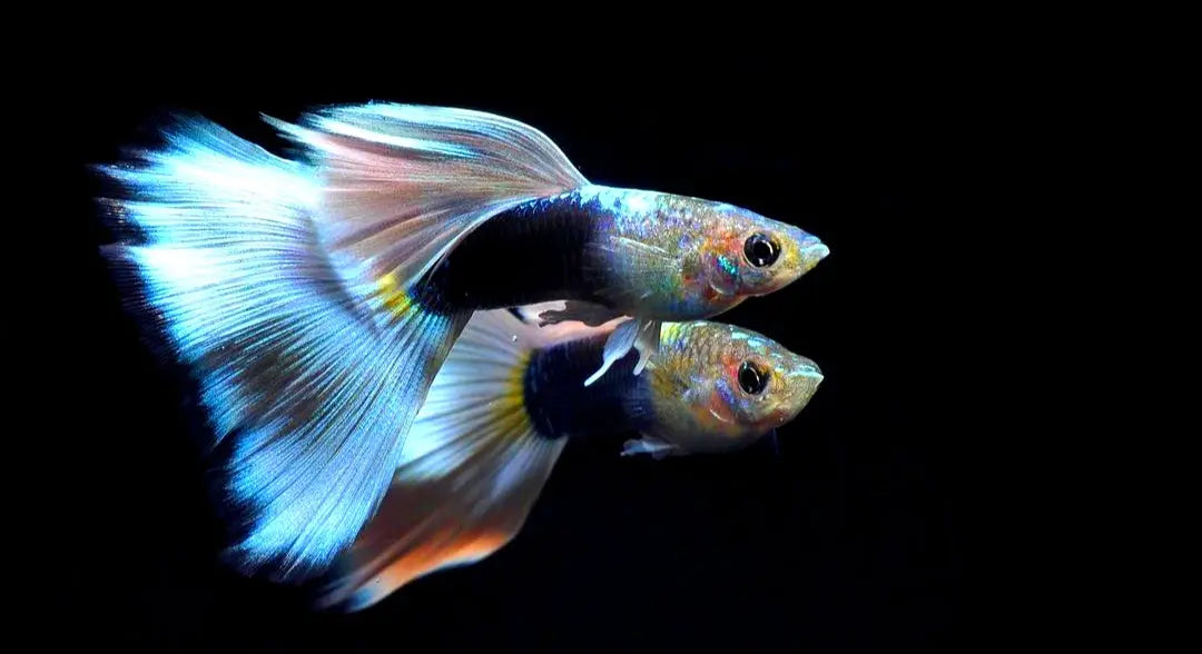 Guppys richtig halten: Die wichtigsten Grundlagen für Anfänger 🐠💧 AquaTimo