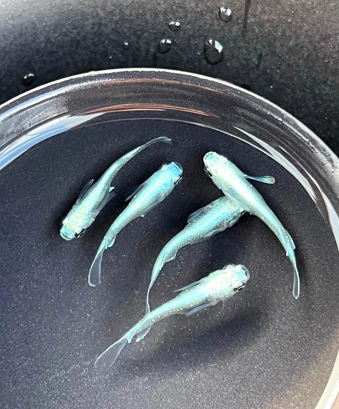 Algen, Schnecken & Co: Wie sieht ein natürliches Medaka-Ökosystem aus? 🌿🐌🐟 AquaTimo