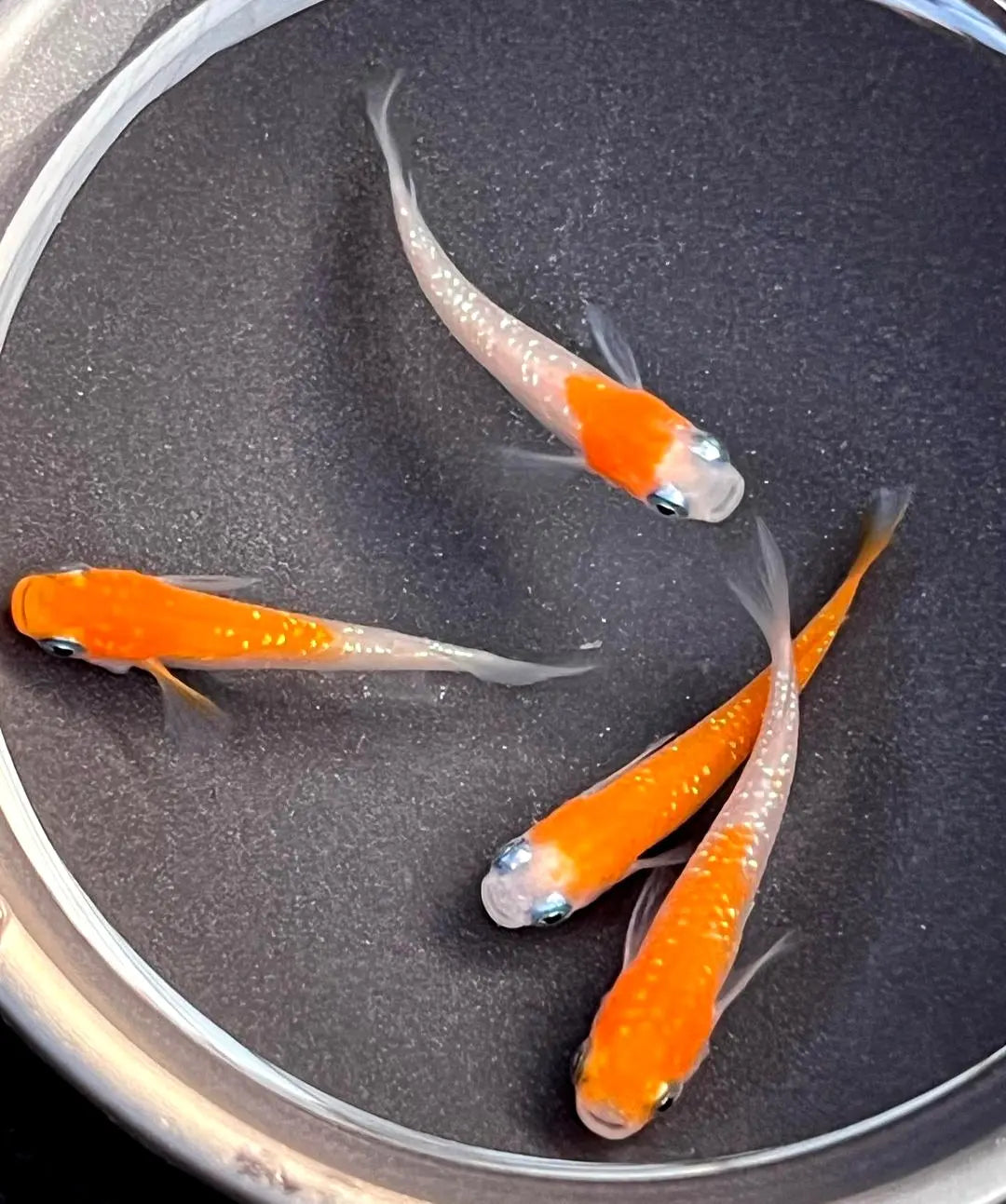 Vergesellschaftung von Medaka: Mit welchen Fischen klappt’s? AquaTimo