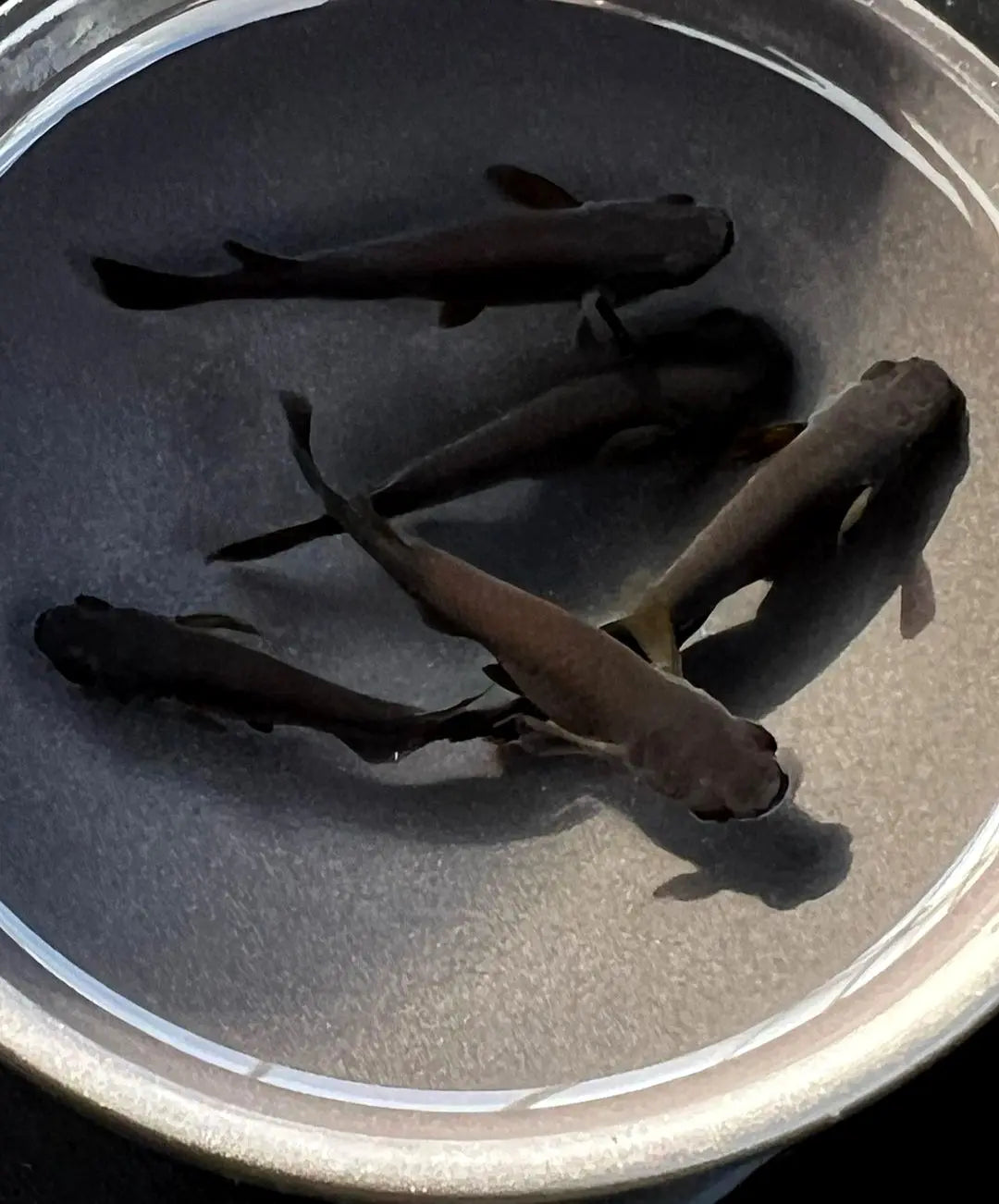 Unterschied Männchen & Weibchen bei Medaka erkennen AquaTimo