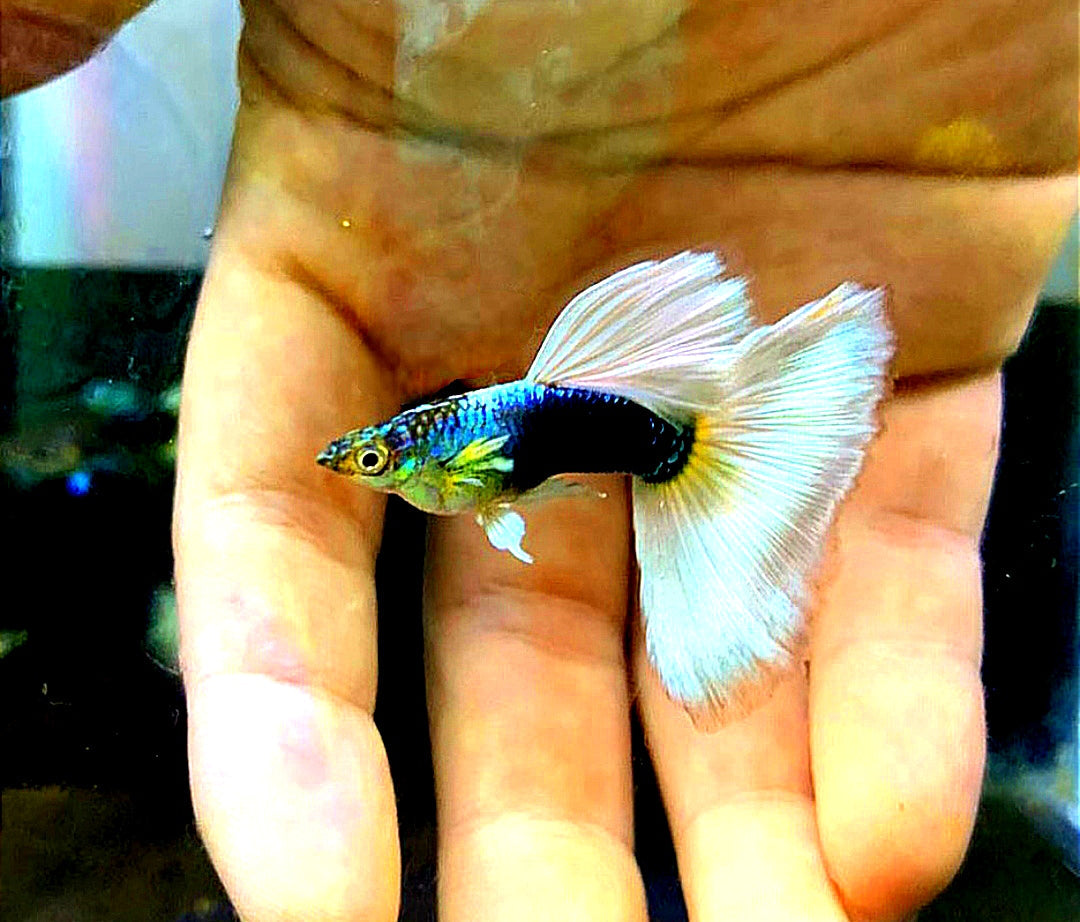 Guppys züchten leicht gemacht 🐠💕   Tipps für erfolgreiche Nachzucht – Schritt für Schritt erklärt!