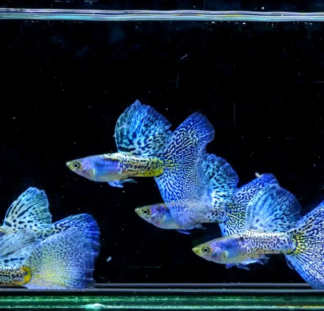 Worauf sollte man beim Guppy-Kauf achten? 🛒🐟 Seriöse Händler erkennen & gesunde Tiere finden AquaTimo