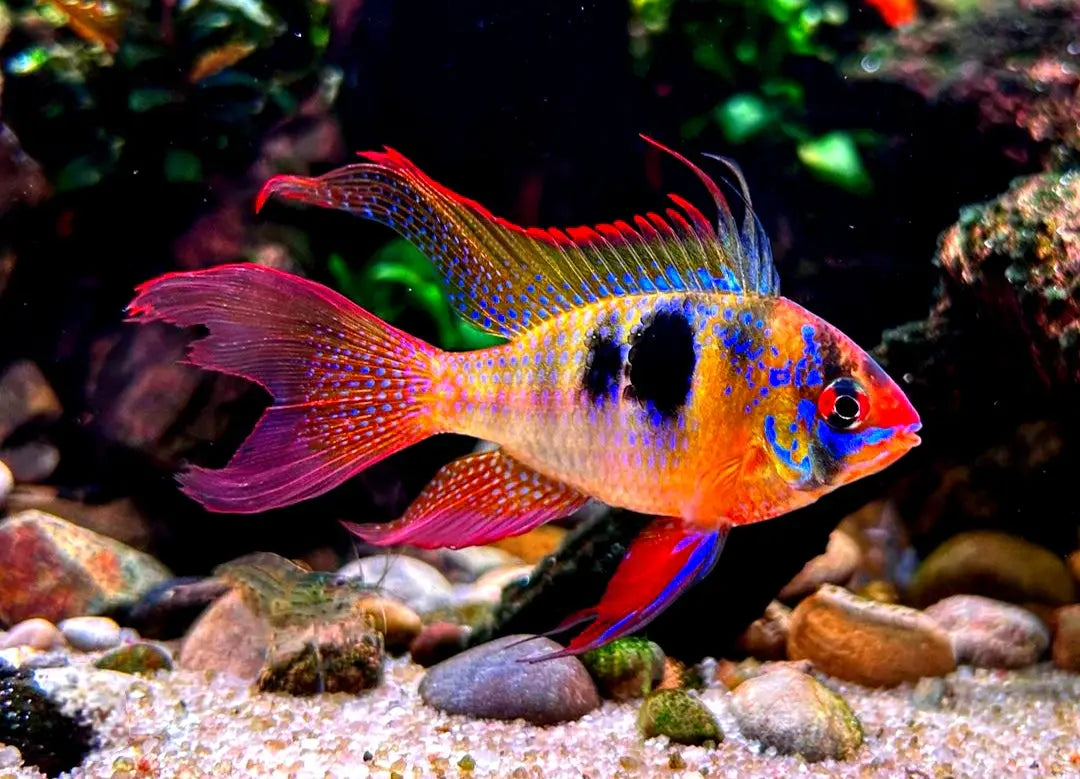 Südamerikanische vs. afrikanische Buntbarsche – Unterschiede & Haltungstipps 🌍🐠 AquaTimo