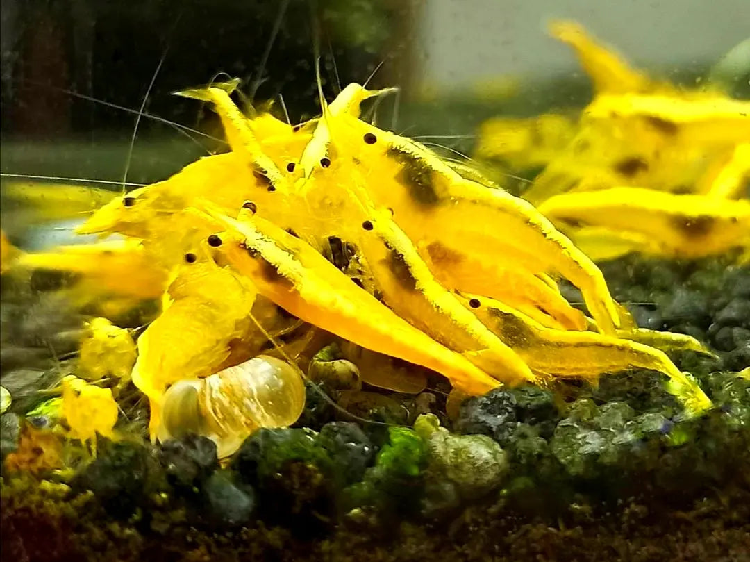 Garnelen-Aquarien: Ein Guide für Süßwasseraquarien-Enthusiasten AquaTimo