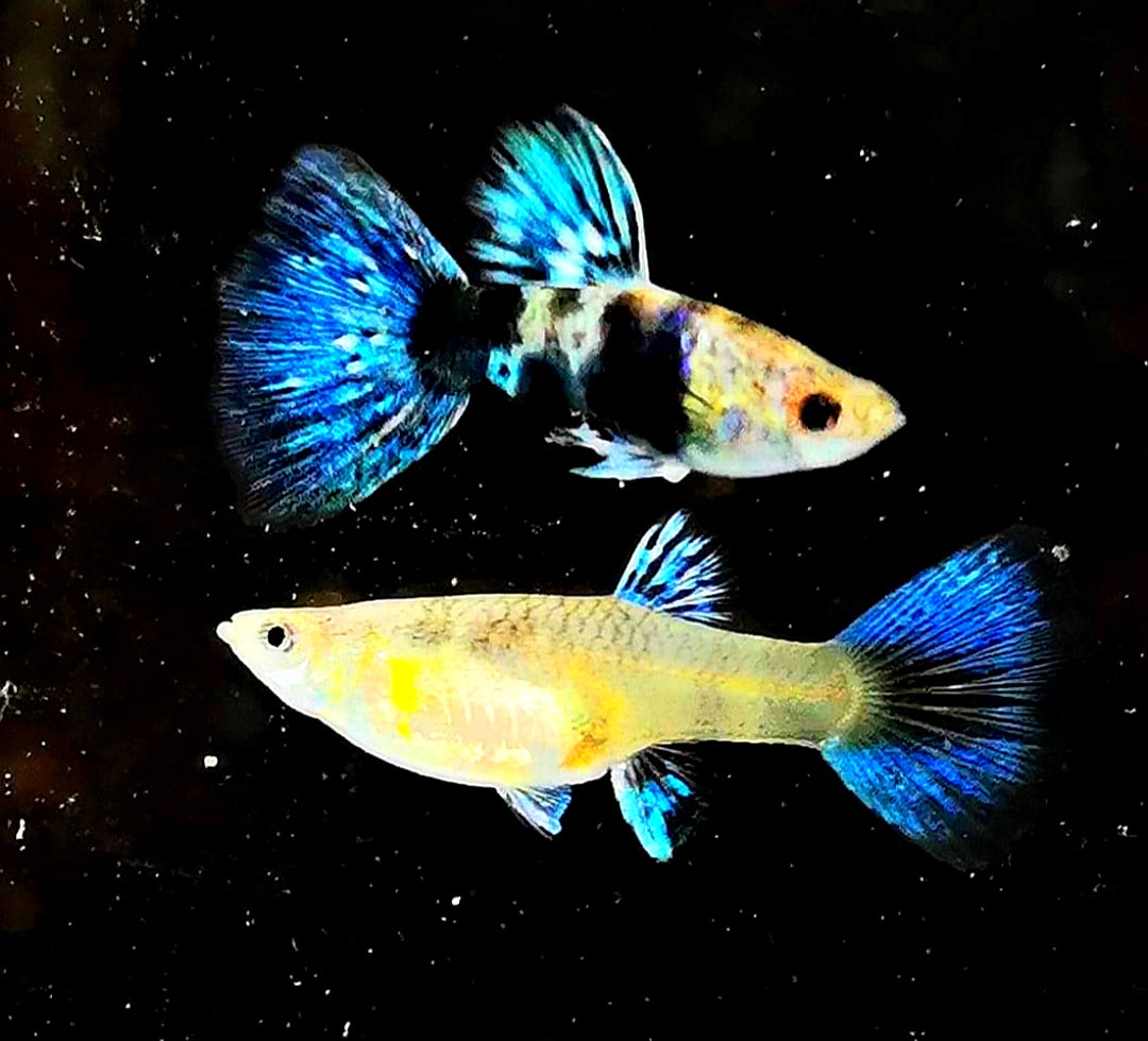 Guppys und Wasserwerte: Diese Parameter müssen stimmen 💧🐠   So bleibt dein Aquarium im Gleichgewicht!