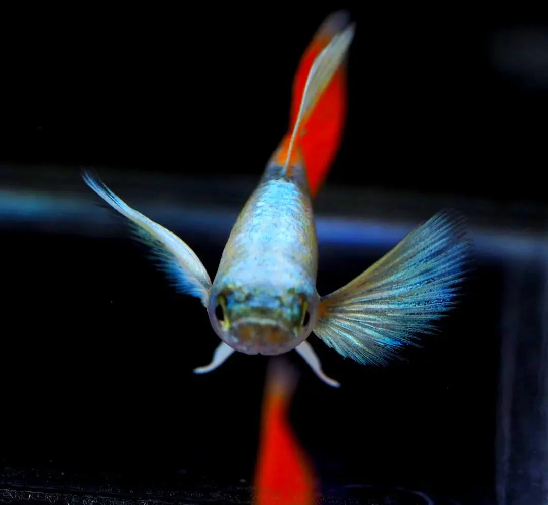 Guppys vergesellschaften 🐠✨: Mit welchen Fischen klappt das Zusammenleben? AquaTimo