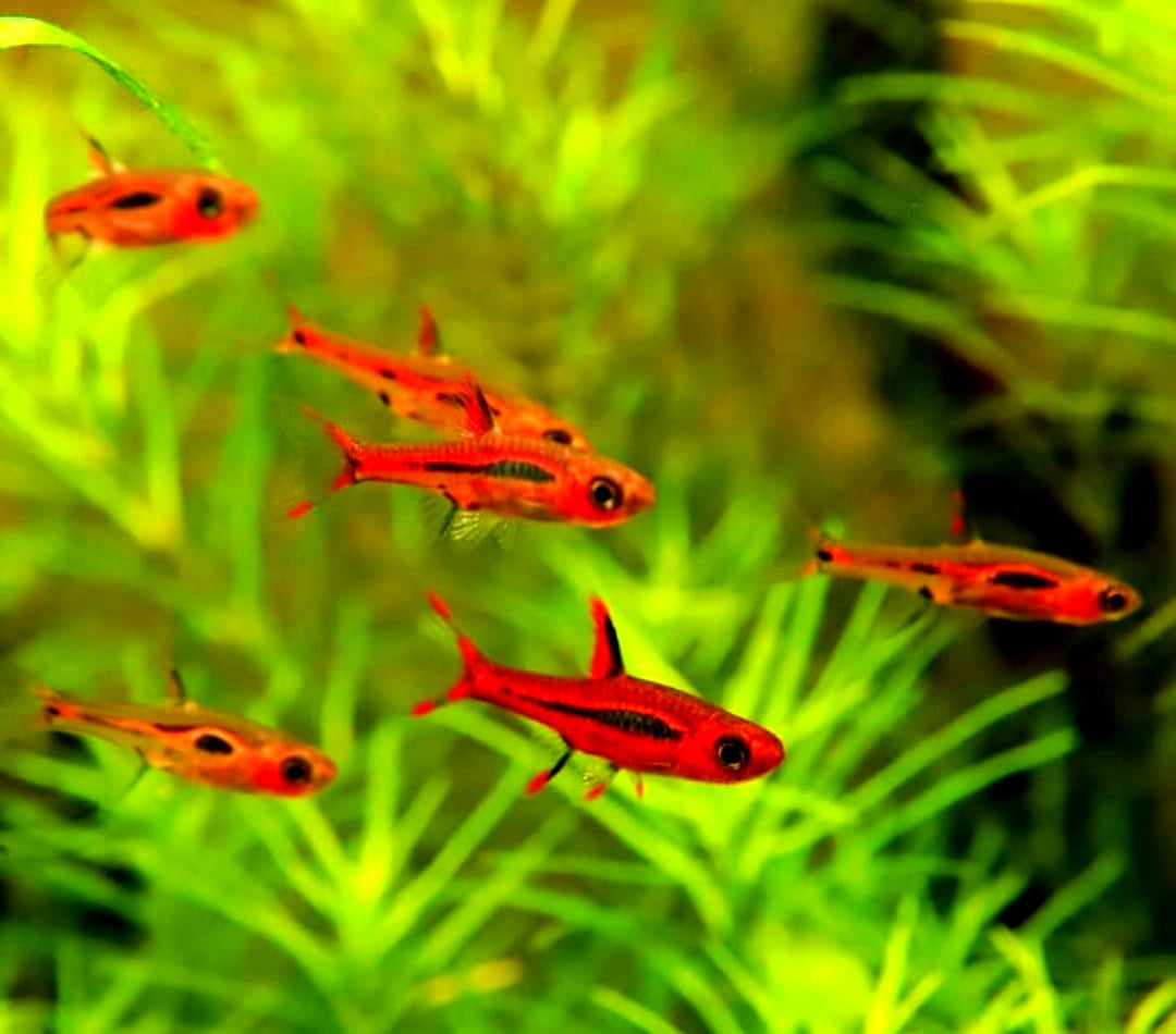 Verhalten beobachten: So ticken Moskito-Bärblinge 🐟👀