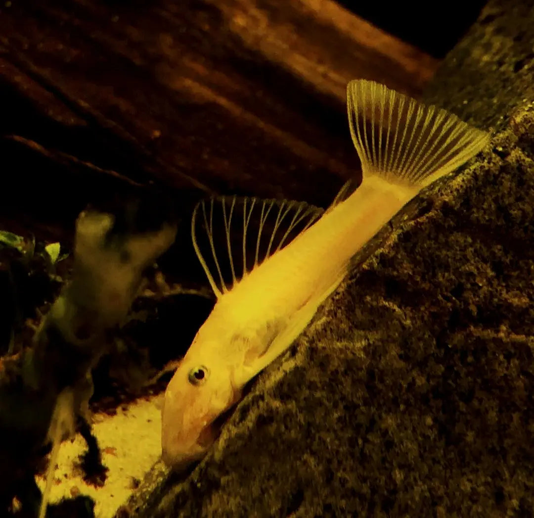 Unterschied zwischen Männchen & Weibchen beim Antennenwels erkennen 🐟 AquaTimo
