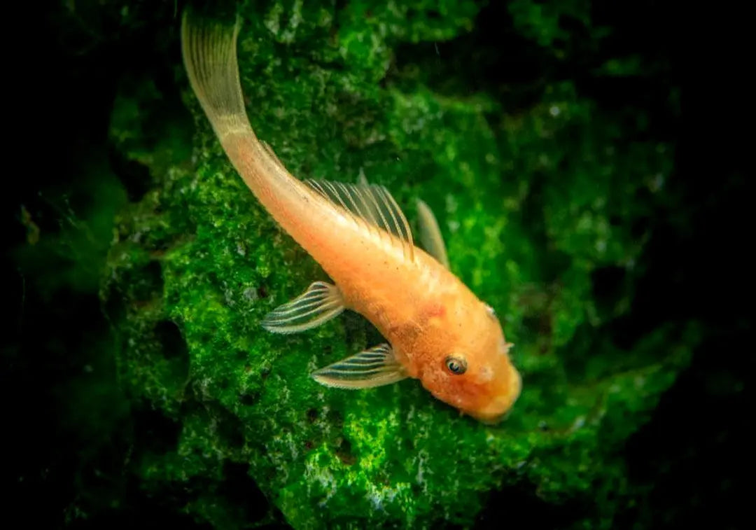 Antennenwelse und ihre Lieblingsverstecke – so richtest du das Aquarium ein 🐟🌿 AquaTimo