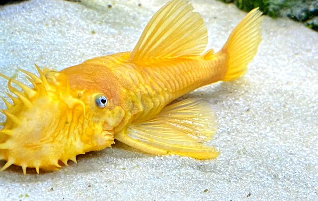 Amano-Garnelen vs. Antennenwels – wer ist der bessere Algenfresser? 🦐🐟 AquaTimo