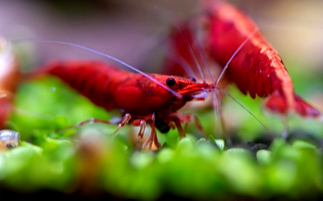 Zwerggarnelen im Aquarium: Farbenfrohe Bewohner und fleißige Helfer