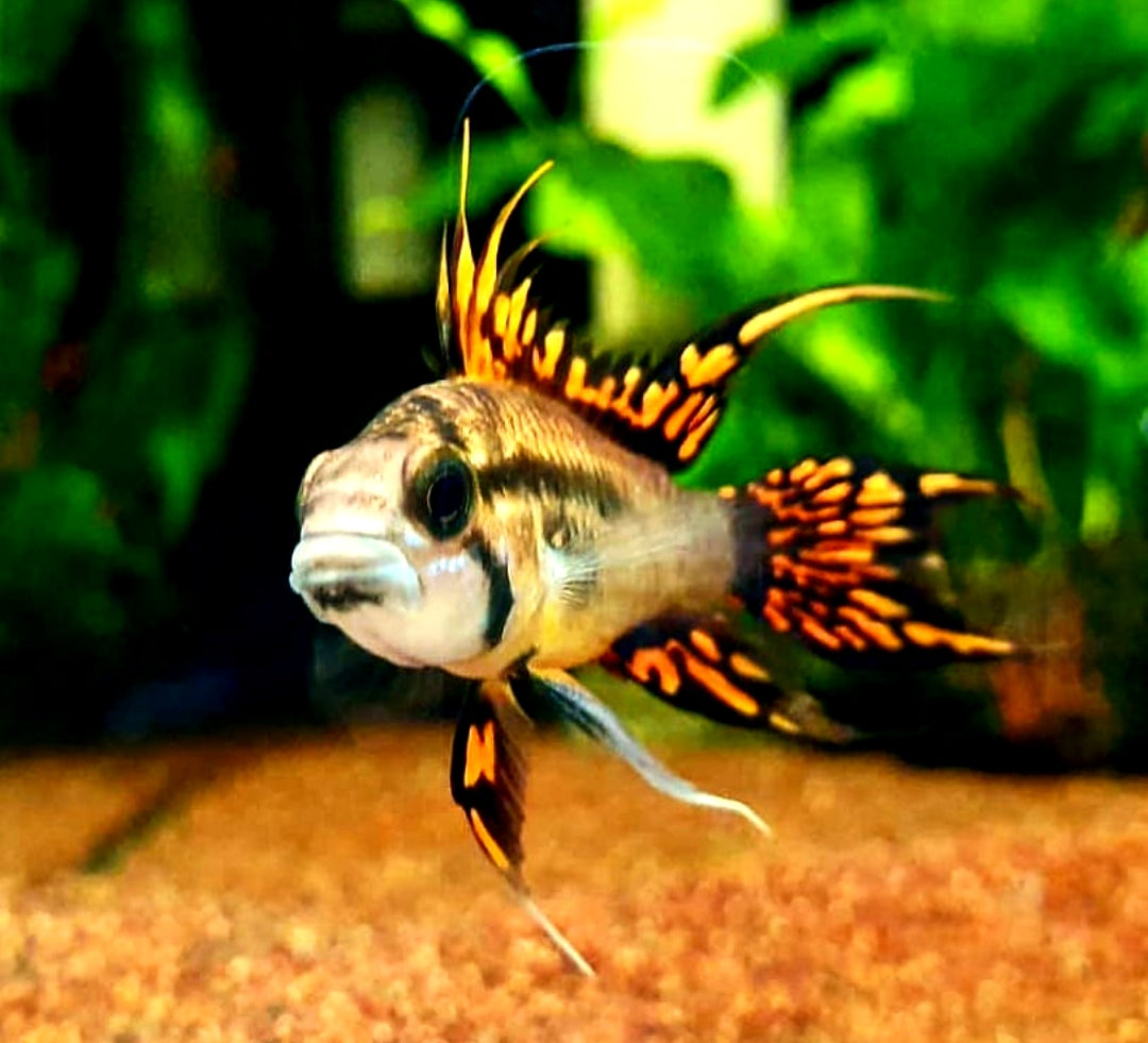 Häufige Krankheiten bei Buntbarschen – erkennen & handeln 🐟🚑